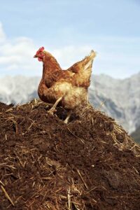 The Pitchfork Pulpit: Composting Livestock Manure Image